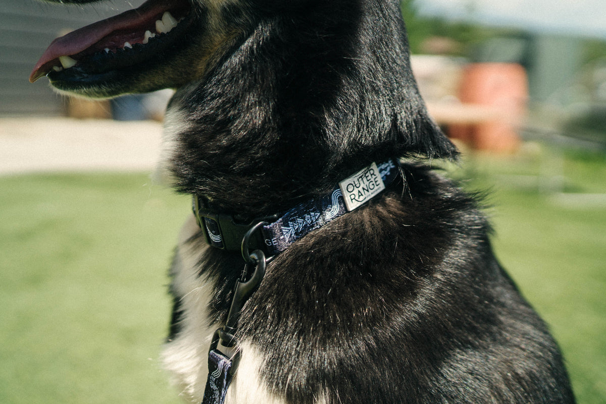 Dog 2024 range collar